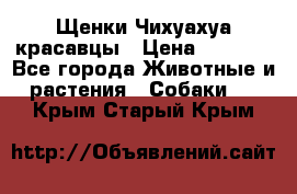 Щенки Чихуахуа красавцы › Цена ­ 9 000 - Все города Животные и растения » Собаки   . Крым,Старый Крым